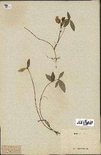 spécimen de Vinca minor