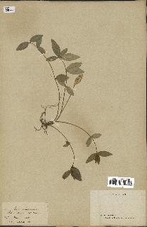 spécimen de Vinca minor
