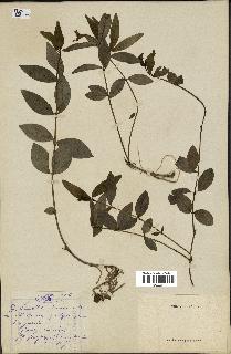 spécimen de Vinca minor