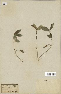 spécimen de Vinca minor