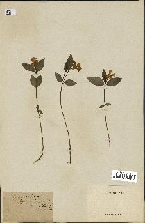 spécimen de Vinca minor