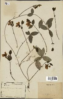 spécimen de Vinca minor