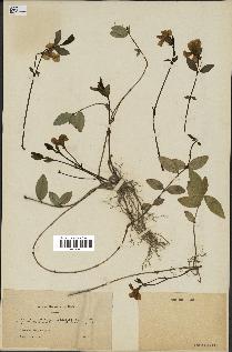spécimen de Vinca minor