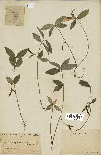 spécimen de Vinca minor