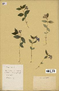 spécimen de Vinca minor
