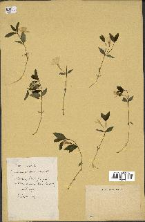 spécimen de Vinca minor