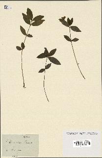 spécimen de Vinca minor