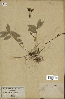 spécimen de Vinca minor