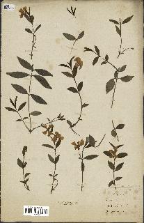 spécimen de Vinca minor