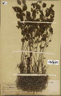 spécimen de Vinca minor