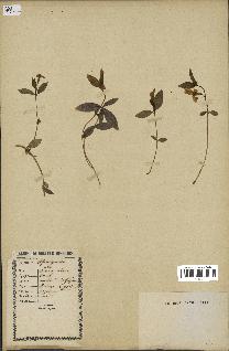 spécimen de Vinca minor