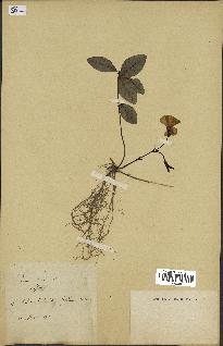 spécimen de Vinca minor