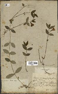 spécimen de Vinca minor