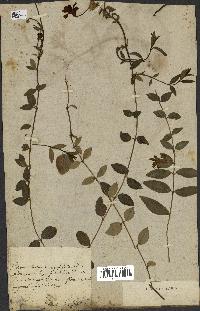 spécimen de Vinca minor