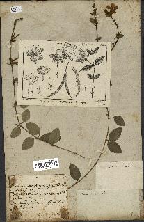 spécimen de Vinca minor