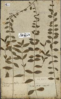 spécimen de Vinca minor