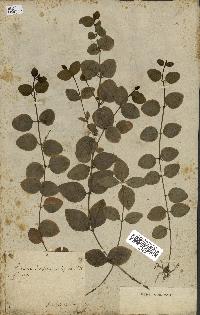 spécimen de Vinca minor