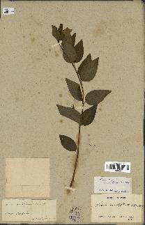 spécimen de Vinca major