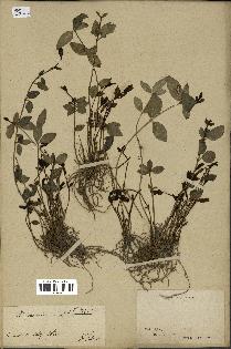 spécimen de Vinca minor