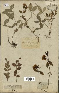 spécimen de Vinca minor