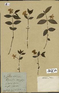 spécimen de Vinca minor