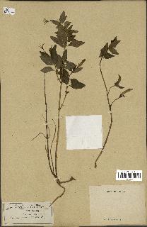 spécimen de Vinca major