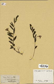 spécimen de Vinca herbacea