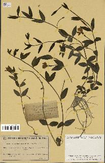 spécimen de Vinca herbacea