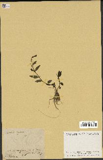 spécimen de Vinca herbacea