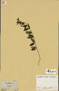spécimen de Vinca herbacea
