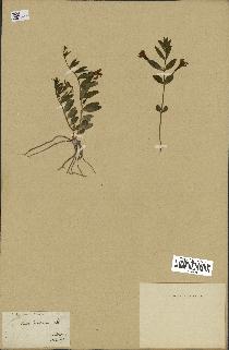 spécimen de Vinca herbacea