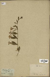 spécimen de Vinca herbacea