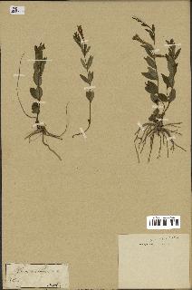 spécimen de Vinca herbacea