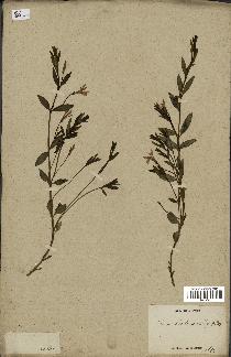 spécimen de Vinca herbacea