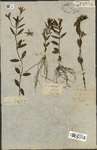 spécimen de Vinca herbacea