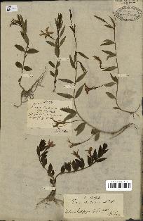 spécimen de Vinca herbacea