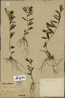 spécimen de Vinca herbacea