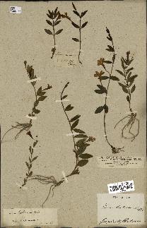 spécimen de Vinca herbacea