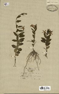 spécimen de Vinca herbacea