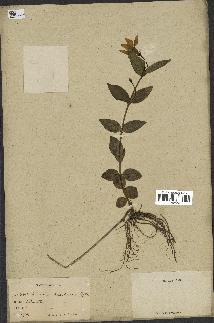 spécimen de Vinca herbacea