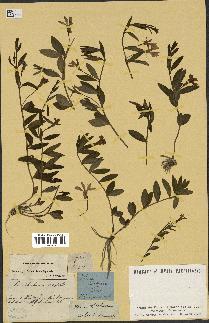 spécimen de Vinca herbacea