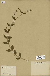 spécimen de Vinca herbacea