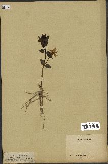 spécimen de Vinca herbacea