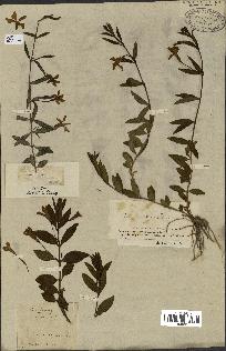 spécimen de Vinca herbacea
