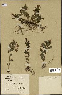 spécimen de Vinca herbacea