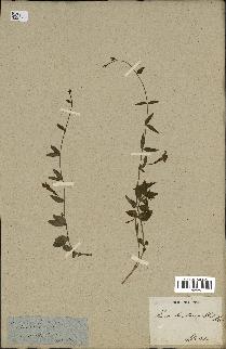 spécimen de Vinca herbacea