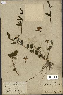 spécimen de Vinca herbacea