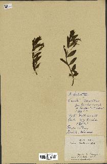 spécimen de Vinca herbacea