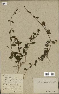spécimen de Vinca herbacea