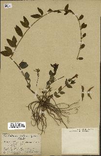 spécimen de Vinca herbacea